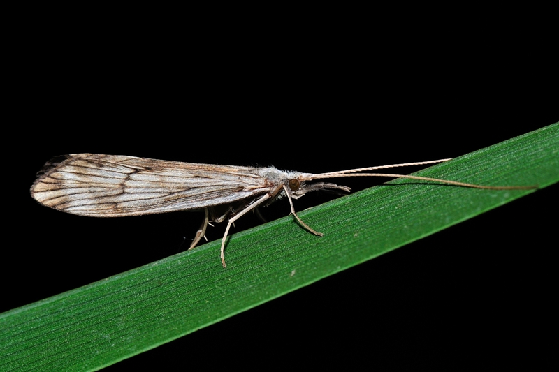 Odontocerum albicorne e Hydropsyche sp.